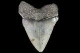 Juvenile Megalodon Tooth - South Carolina #74245-1